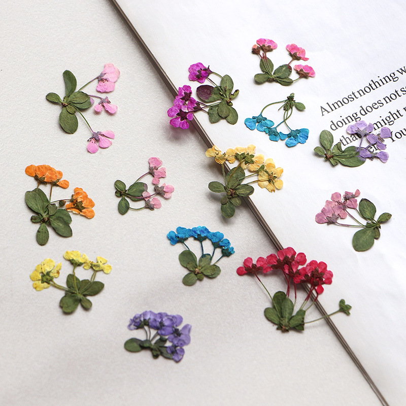 Supply For Florist - 2-3cm/12pz, Piccoli Fiori Pressati, Petali di