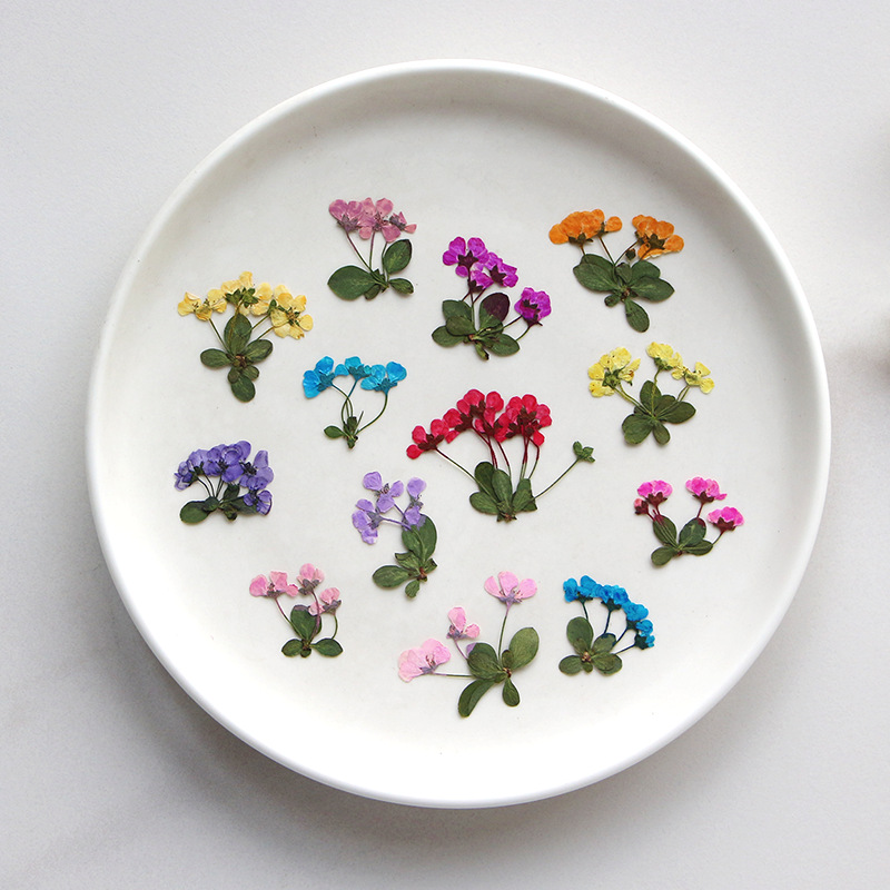 2-3cm/12pz, Piccoli Fiori Pres - Supply For Florist recensione e prezzo