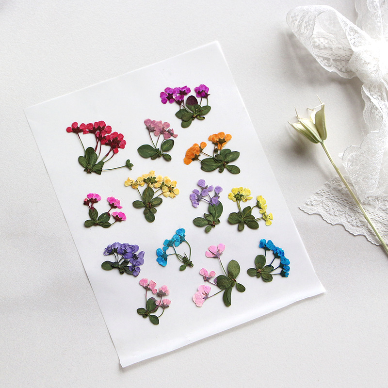 2-3cm/12pz, Piccoli Fiori Pres - Supply For Florist recensione e prezzo